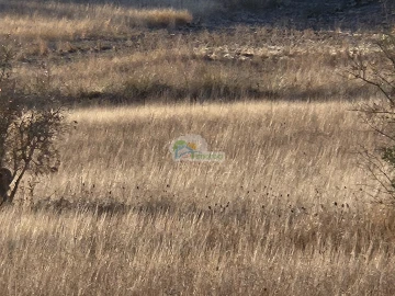 Terreno para Venda em Torre de Coelheiros