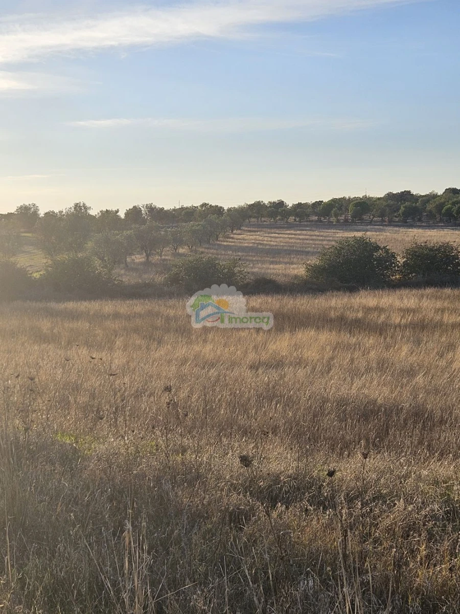 Terreno para Venda em Torre de Coelheiros Foto 12