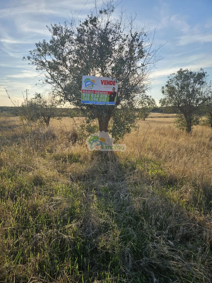 Terreno para Venda em Torre de Coelheiros Foto 4
