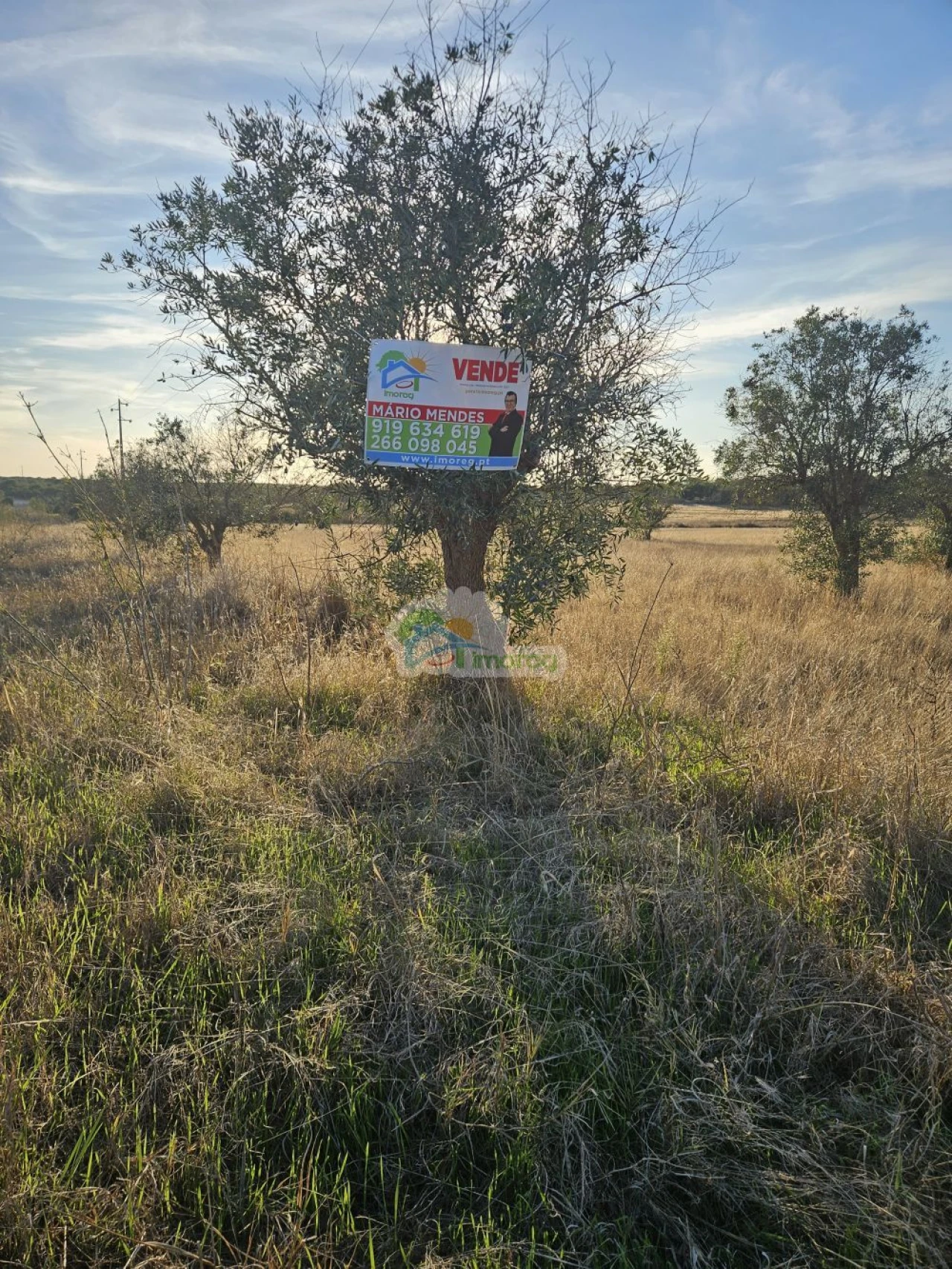 Terreno para Venda em Torre de Coelheiros Foto 4