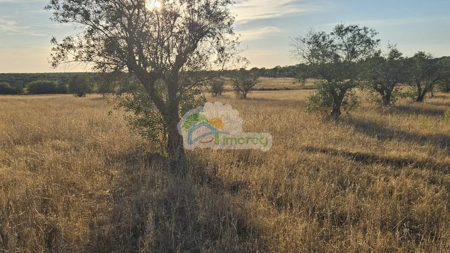Terreno para Venda em Torre de Coelheiros