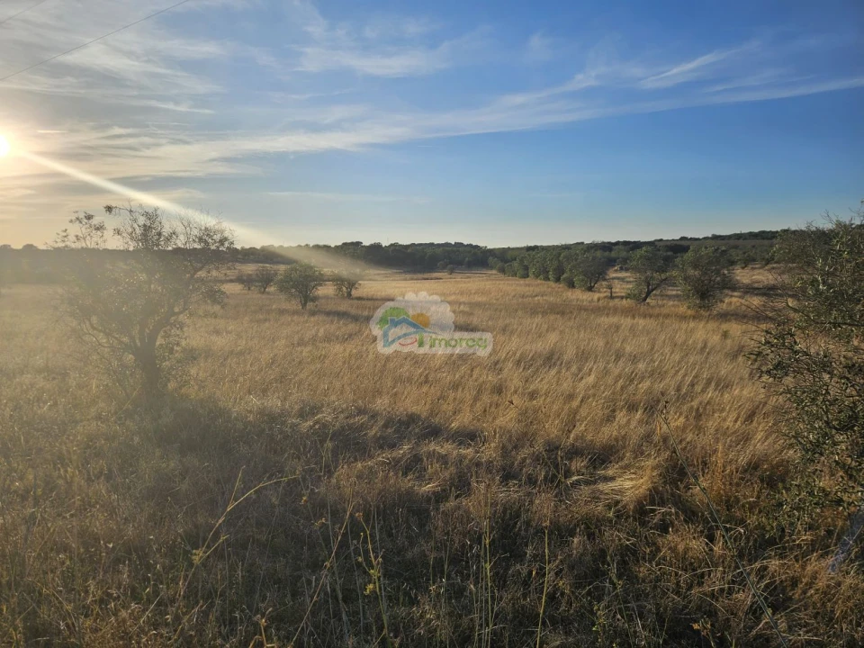 Terreno para Venda em Torre de Coelheiros Foto 6