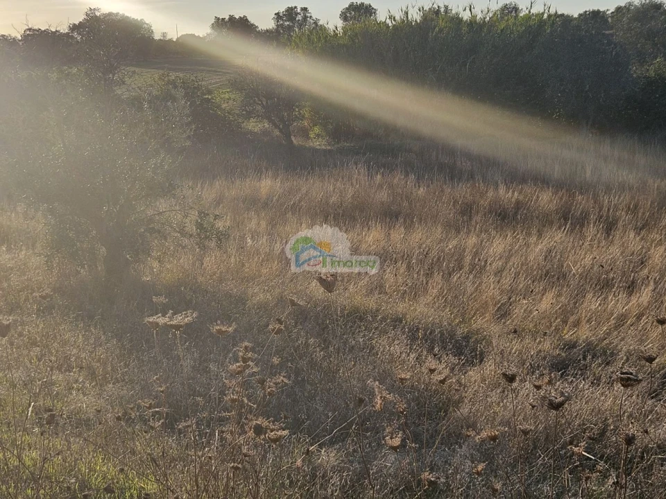 Terreno para Venda em Torre de Coelheiros Foto 16