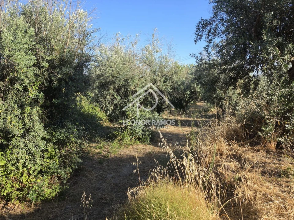 Quinta para Venda em Póvoa de Atalaia e Atalaia do Campo Foto 33