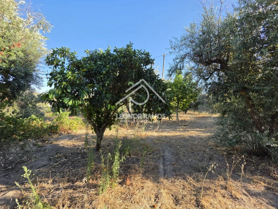 Quinta para Venda em Póvoa de Atalaia e Atalaia do Campo Foto 30