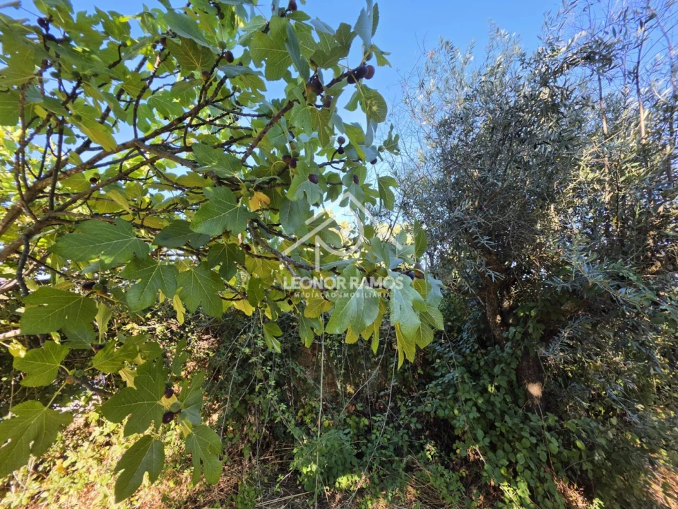 Quinta para Venda em Póvoa de Atalaia e Atalaia do Campo Foto 43