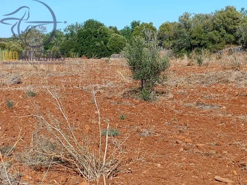 Terreno para Venda em Silves