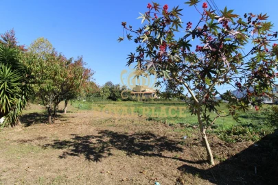 Terreno para Venda em Nogueira do Cravo e Pindelo