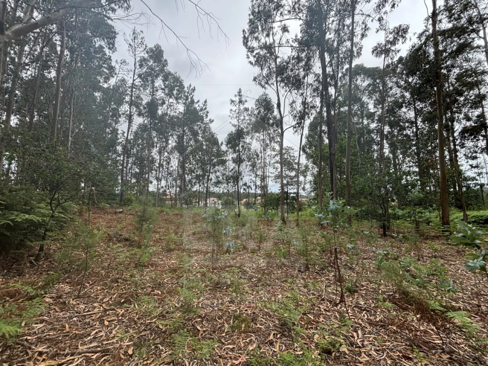 Terreno para Venda em Vila Chã Foto 1