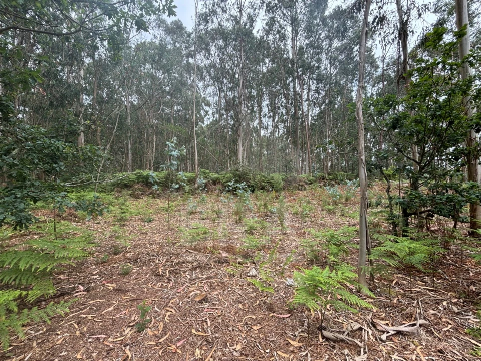 Terreno para Venda em Vila Chã Foto 2