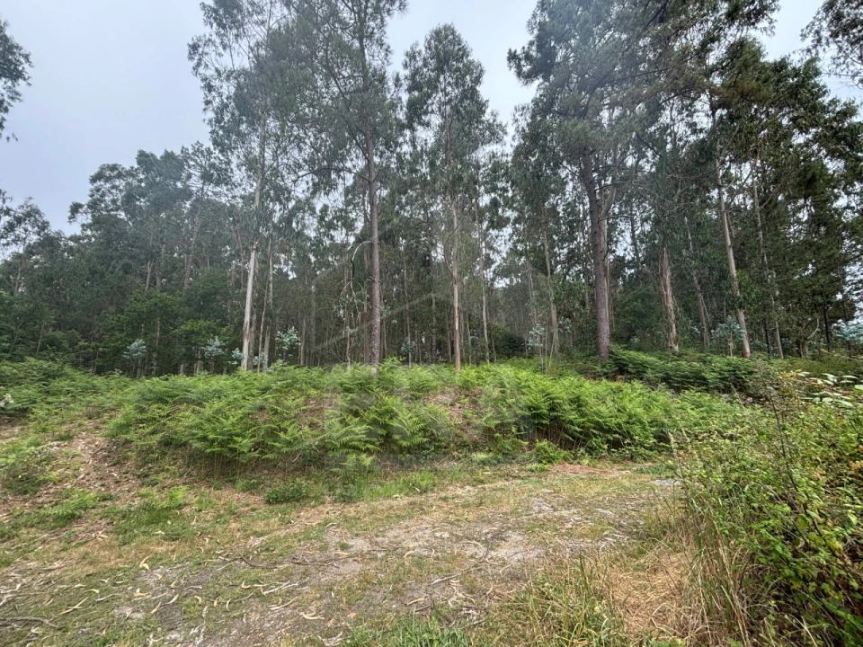 Terreno para Venda em Vila Chã Foto 5