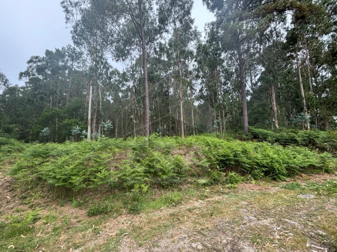 Terreno para Venda em Vila Chã Foto 3