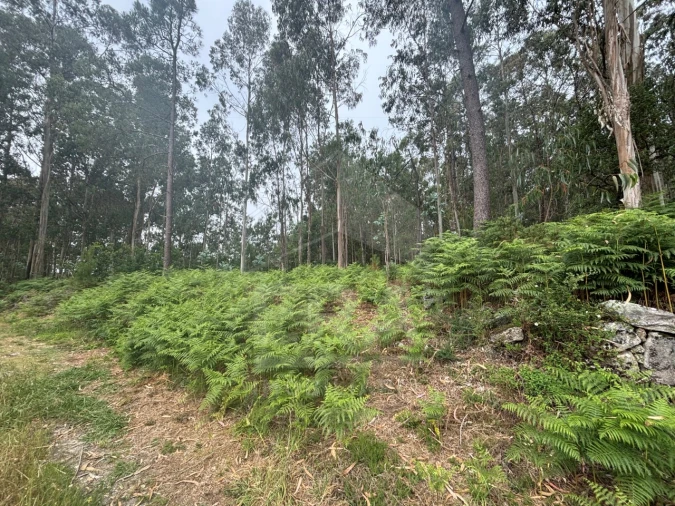 Terreno para Venda em Vila Chã Foto 4