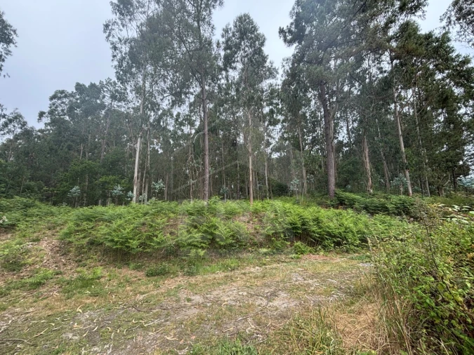 Terreno para Venda em Vila Chã Foto 5
