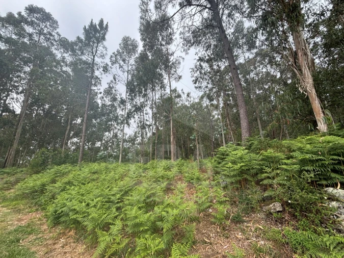 Terreno para Venda em Vila Chã Foto 7