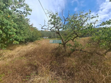Terreno para Venda em Campanario