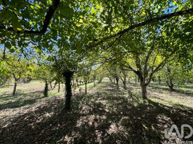 Quinta T4 para Venda em Senhorim Foto 13