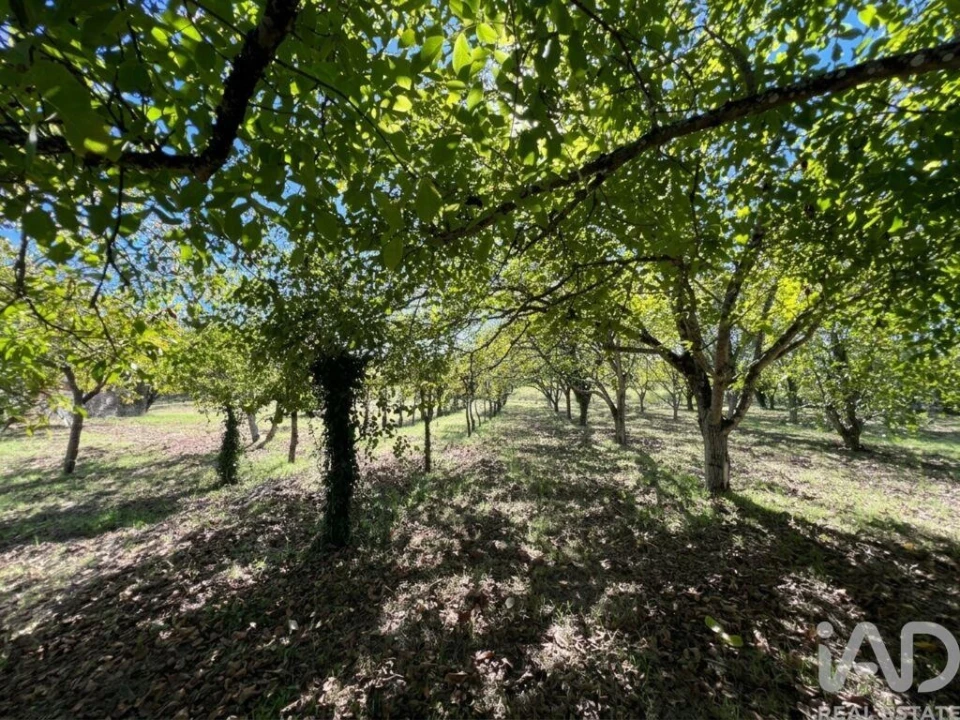 Quinta T4 para Venda em Senhorim Foto 13