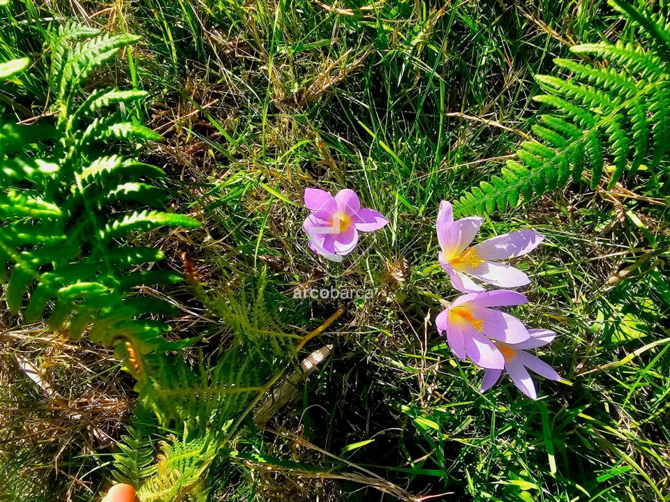 Terreno para Venda em Eiras e Mei Foto 30
