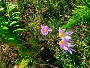 Terreno para Venda em Eiras e Mei