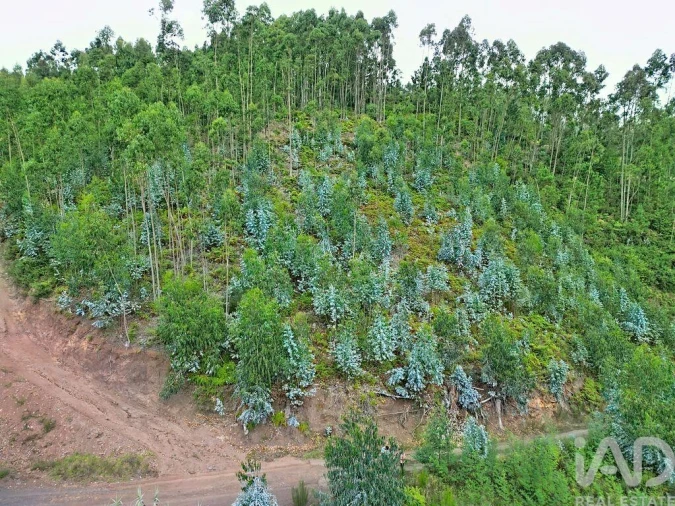 Terreno para Venda em Campanario Foto 8