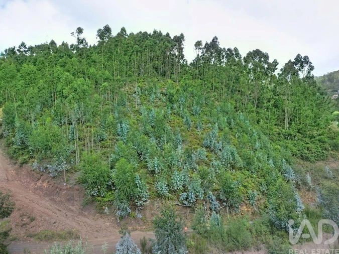 Terreno para Venda em Campanario Foto 9
