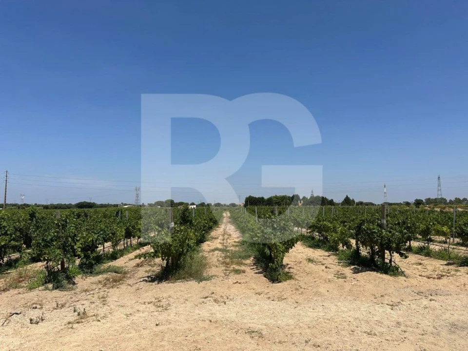 Terreno Agricola ou Rústico para Venda em Palmela Foto 12