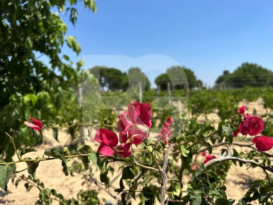 Terreno Agricola ou Rústico para Venda em Palmela Foto 14