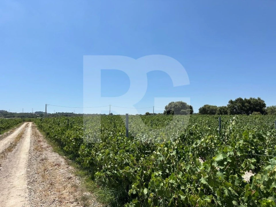 Terreno Agricola ou Rústico para Venda em Palmela Foto 7