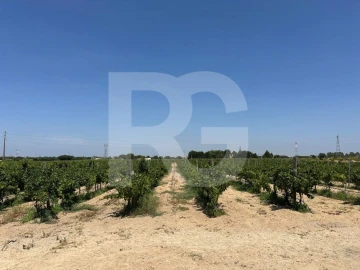 Terreno Agricola ou Rústico para Venda em Palmela