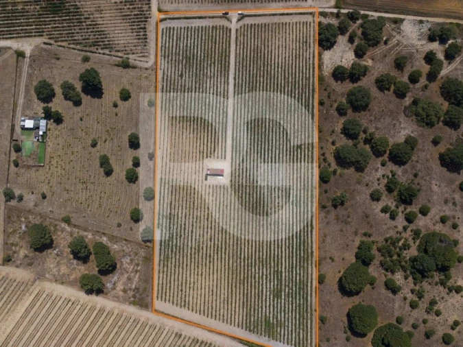 Terreno Agricola ou Rústico para Venda em Palmela Foto 4