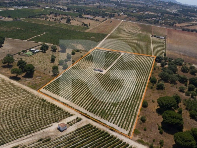 Terreno Agricola ou Rústico para Venda em Palmela Foto 5