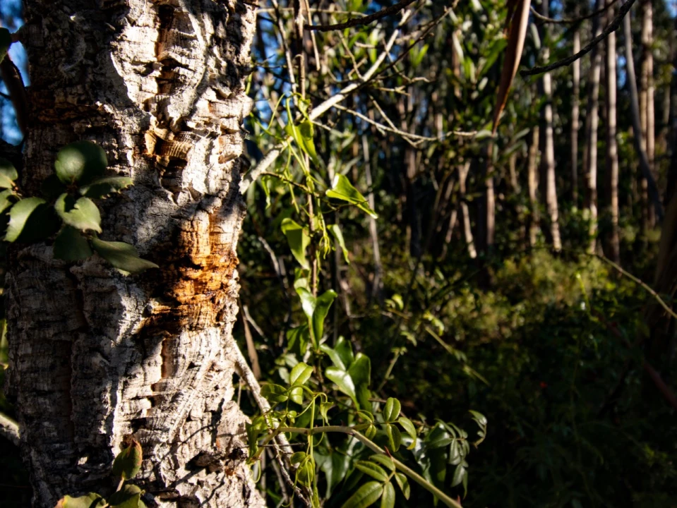 Terreno para Venda em Cantanhede e Pocariça Foto 1