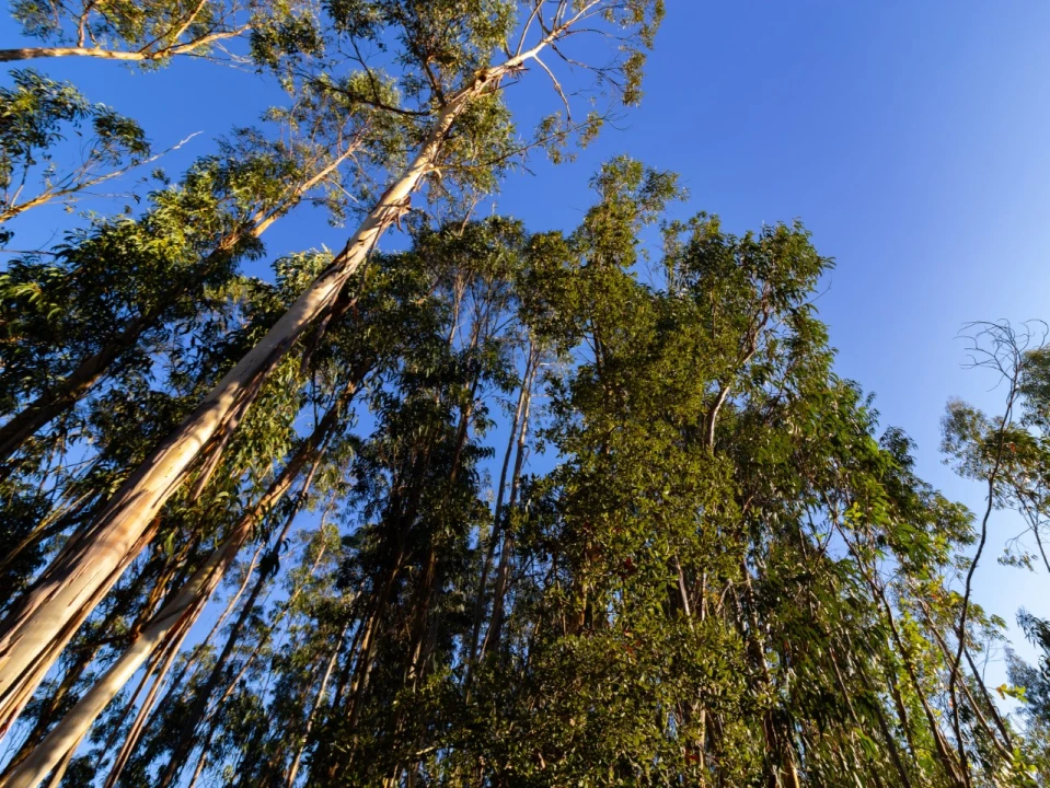 Terreno para Venda em Cantanhede e Pocariça Foto 6