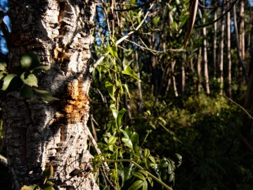 Terreno para Venda em Cantanhede e Pocariça