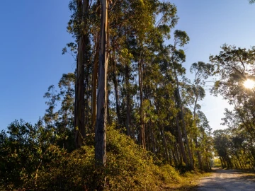 Terreno para Venda em Cantanhede e Pocariça