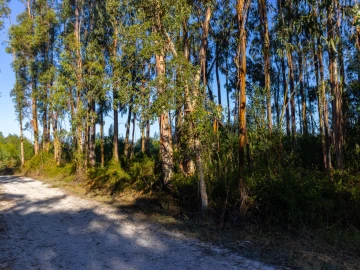 Terreno para Venda em Cantanhede e Pocariça
