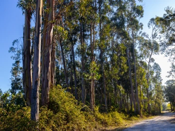 Terreno para Venda em Cantanhede e Pocariça
