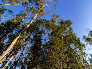 Terreno para Venda em Cantanhede e Pocariça