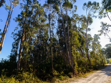 Terreno para Venda em Cantanhede e Pocariça
