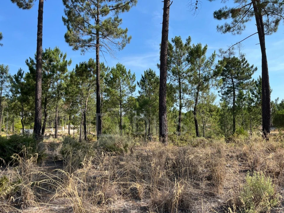 Terreno para Venda em Grândola e Santa Margarida da Serra Foto 9