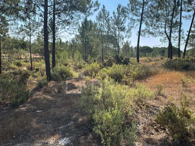 Terreno para Venda em Grândola e Santa Margarida da Serra Foto 6