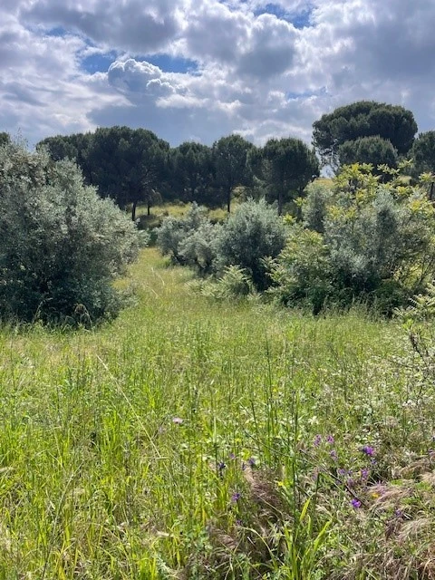 Terreno Misto para Venda em Montargil