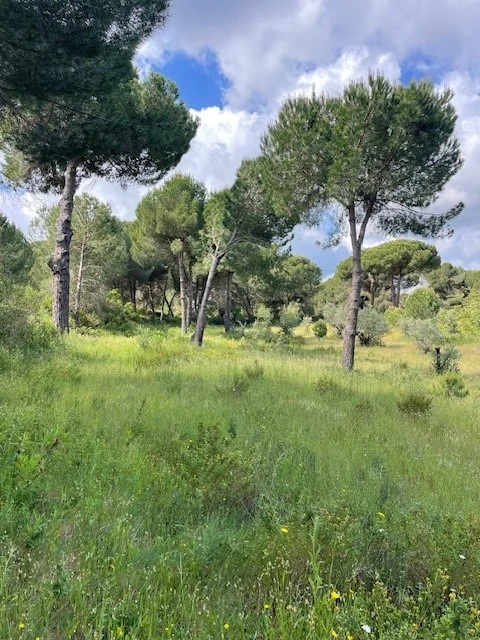 Terreno Misto para Venda em Montargil