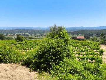 Quinta T0 para Venda em Orjais