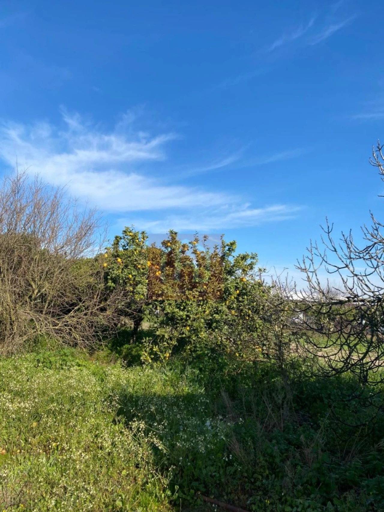 Terreno Agricola ou Rústico para Venda em São Francisco Foto 10