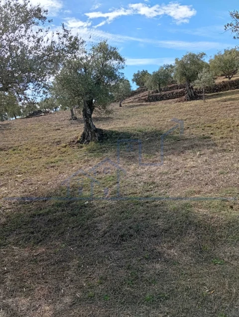 Terreno para Venda em Vila Flor e Nabo