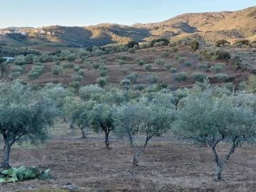 Terreno para Venda em Vila Flor e Nabo