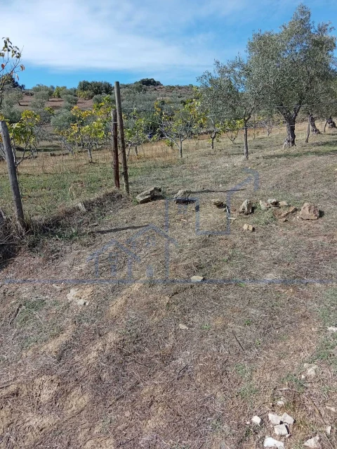 Terreno para Venda em Vila Flor e Nabo