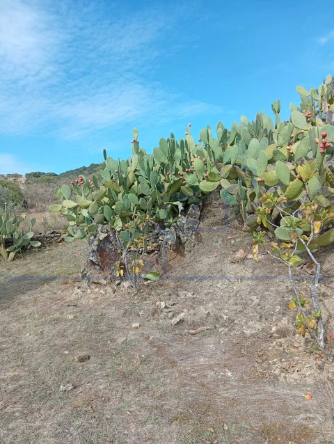 Terreno para Venda em Vila Flor e Nabo